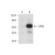LXRα/β (H-7): sc-377260. Western blot analysis of LXRβ expression in non-transfected: sc-117752 (A) and hu 