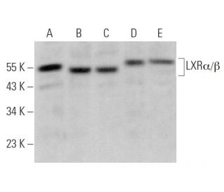 western blotting image from recommended LXR alpha/beta/NR1H3/NR1H2 (H-7) monoclonal antibody replacement. Image 378668