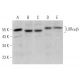 This polyclonal antibody has been discontinued. See our recommended <a href="lxralpha-beta-antibody-h-7">LXR alpha/beta/NR1H3/NR1H2 (H-7)</a> monoclonal antibody (sample data shown). western blotting image from recommended LXR alpha/beta/NR1H3/NR1H2 (H-7) monoclonal antibody replacement. Image 378668