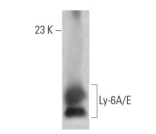 Ly-6A/E Antibody (D7) - Western Blotting - Image 12761Each CRISPR/Cas9 Knockout (KO) Plasmid product consists of a pool of 3 plasmids designed to ensure identification and cleavage of a specific gene for maximum knockout efficiency. Each plasmid encodes a unique 20 nt sequence derived from the GeCKO (v2) library.