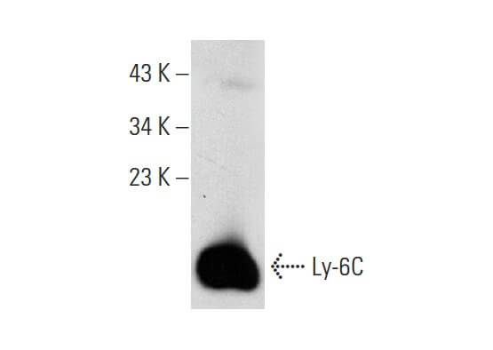 ly-6c-antibody-g-3-western- ly-6c-antibody-g-3-western-