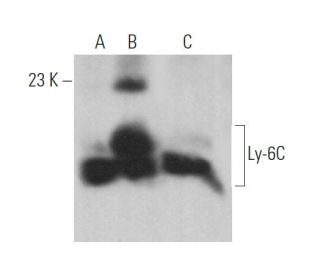 Ly-6C Antibody (G-3) - Western Blotting - Image 368712 