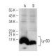 Ly-6D Antibody (C-8) - Western Blotting - Image 150589 