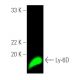 Ly-6D Antibody (C-8) - Western Blotting - Image 389646 