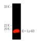 Ly-6D Antibody (C-8) - Western Blotting - Image 389647