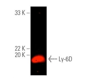 Ly-6D Antibody (C-8) - Western Blotting - Image 389647