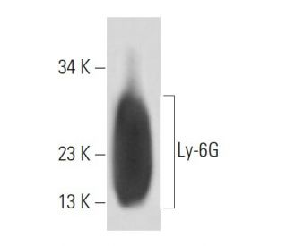 Ly-6G Antibody (RB6-8C5) - Western Blotting - Image 17232 