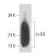 Ly-6G Antibody (RB6-8C5) - Western Blotting - Image 17232 