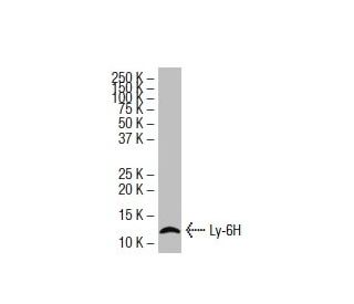 Ly-6H Antibody (MN-7) - Western Blotting - Image 33659 