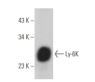 Ly-6K Antibody (G-11) - Western Blotting - Image 367090 