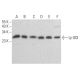 Ly-GDI/RhoGDI2/ARHGDIB Antibody (E-7) - Western Blotting - Image 354463 