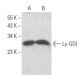 Ly-GDI/RhoGDI2/ARHGDIB Antibody (E-7) - Western Blotting - Image 354464 