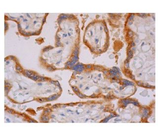 LYAG Antibody (G-7) - Immunohistochemistry - Image 350220 