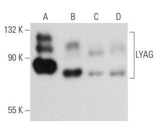 LYAG Antibody (G-7) - Western Blotting - Image 357360Each CRISPR/Cas9 Knockout (KO) Plasmid product consists of a pool of 3 plasmids designed to ensure identification and cleavage of a specific gene for maximum knockout efficiency. Each plasmid encodes a unique 20 nt sequence derived from the GeCKO (v2) library.