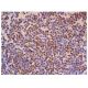 Lyl-1 Antibody (C-4) - Immunohistochemistry - Image 310441 