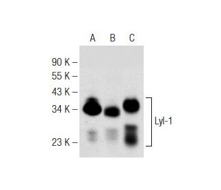 Lyl-1 Antibody (C-4) - Western Blotting - Image 149198 