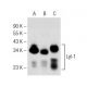 Lyl-1 Antibody (C-4) - Western Blotting - Image 149198 