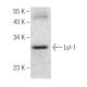 Lyl-1 Antibody (F-9) - Western Blotting - Image 287643