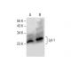 Lyl-1 Antibody (F-9) - Western Blotting - Image 287743 