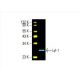 Lyl-1 Antibody (F-9) - Western Blotting - Image 394241 