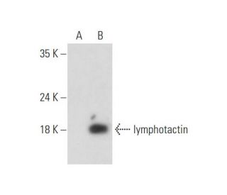 lymphotactin Antibody (E-12) - Western Blotting - Image 333653 