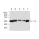 Lyn Antibody (2H8D7) - Western Blotting - Image 137464 