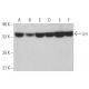 western blotting image from recommended Lyn (H-6) monoclonal antibody replacement. Image 374440