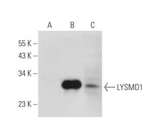 LYSMD1 Antibody (F-8) - Western Blotting - Image 345972