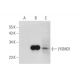 LYSMD1 Antibody (F-8) - Western Blotting - Image 345972