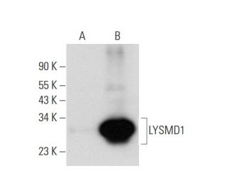 LYSMD1 Antibody (G-11) - Western Blotting - Image 318062 