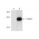 LYSMD1 Antibody (G-3) - Western Blotting - Image 314499
