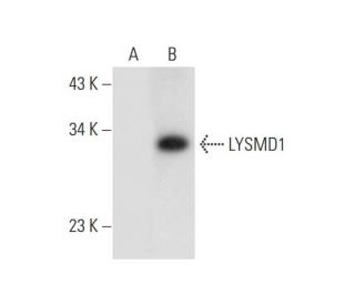 LYSMD1 Antibody (G-3) - Western Blotting - Image 314502 