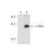 LYSMD1 Antibody (G-3) - Western Blotting - Image 314502 