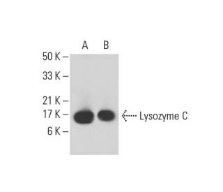 Lysozyme C Antibody (E-8) - Western Blotting - Image 391879