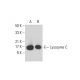 Lysozyme C Antibody (E-8) - Western Blotting - Image 391879