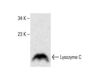 Lysozyme C Antibody (H-10) - Western Blotting - Image 394294