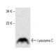 Lysozyme C Antibody (H-10) - Western Blotting - Image 394294