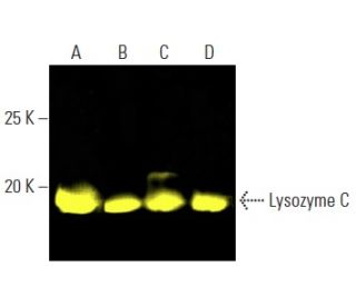 western blotting image from recommended Lysozyme C (E-5) monoclonal antibody replacement. Image 401252