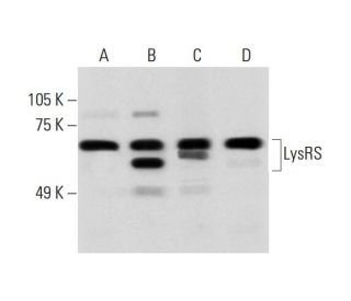 LysRS Antibody (A-10) - Western Blotting - Image 289493 