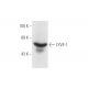 LYVE-1 Antibody (E9VA4) - Western Blotting - Image 62646