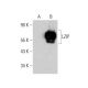 LZIP Antibody (H-7) - Western Blotting - Image 346442