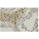 LZIP Antibody (Q-61) - Immunohistochemistry - Image 36246 