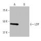 LZIP Antibody (Q-61) - Western Blotting - Image 67393