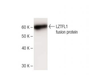LZTFL1 Antibody (1) - Western Blotting - Image 136748