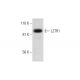 LZTR1 Antibody (D-1) - Western Blotting - Image 289615