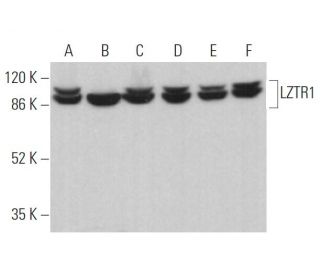 LZTR1 Antibody (D-1) - Western Blotting - Image 370044 