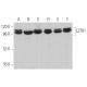 LZTR1 Antibody (D-1) - Western Blotting - Image 370044 