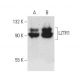 LZTR1 Antibody (D-1) - Western Blotting - Image 389156 