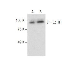 LZTR1 Antibody (E-12) - Western Blotting - Image 287215 