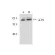 LZTR1 Antibody (E-12) - Western Blotting - Image 287215 